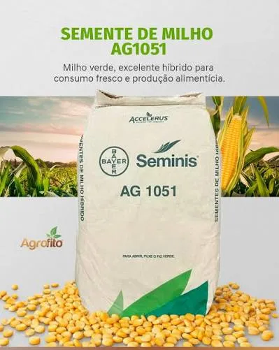 Sementes de milho híbrido alto rendimento